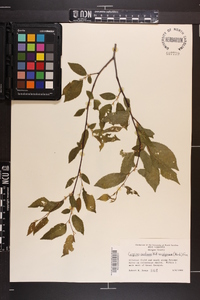 Carpinus caroliniana var. virginiana image