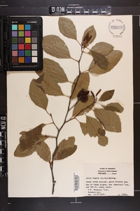 Alnus rugosa image