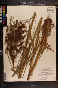 Scirpus rubricosus image