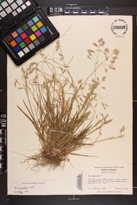 Poa cuspidata image