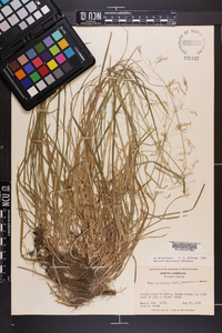 Poa cuspidata image