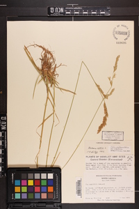 Poa cuspidata image