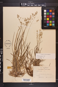 Poa cuspidata image