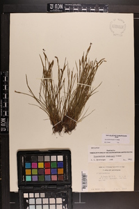 Sisyrinchium langloisii image