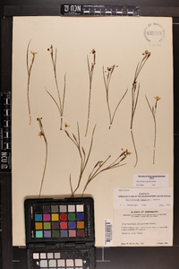 Sisyrinchium langloisii image