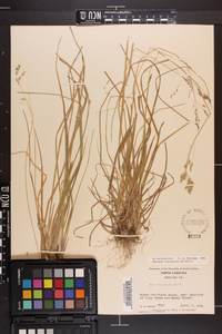 Poa cuspidata image