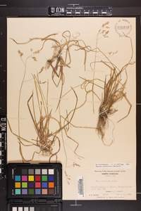 Poa cuspidata image