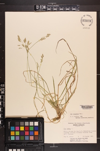 Poa cuspidata image