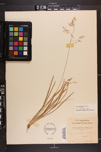 Poa cuspidata image