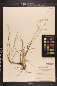 Poa cuspidata image