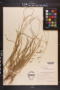 Poa cuspidata image