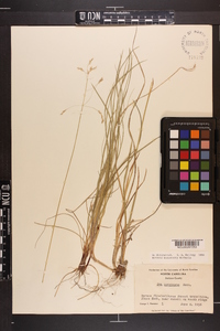 Poa cuspidata image