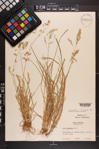 Poa cuspidata image