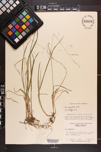 Poa cuspidata image