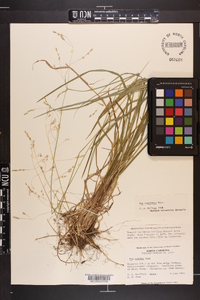 Poa cuspidata image