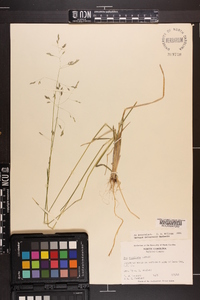 Poa cuspidata image