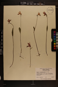 Pogonia ophioglossoides image