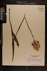 Platanthera ciliaris image