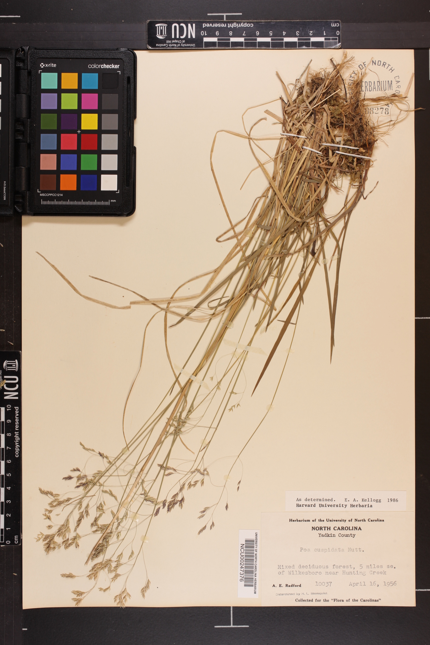 Poa cuspidata image