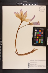 Colchicum byzantinum image