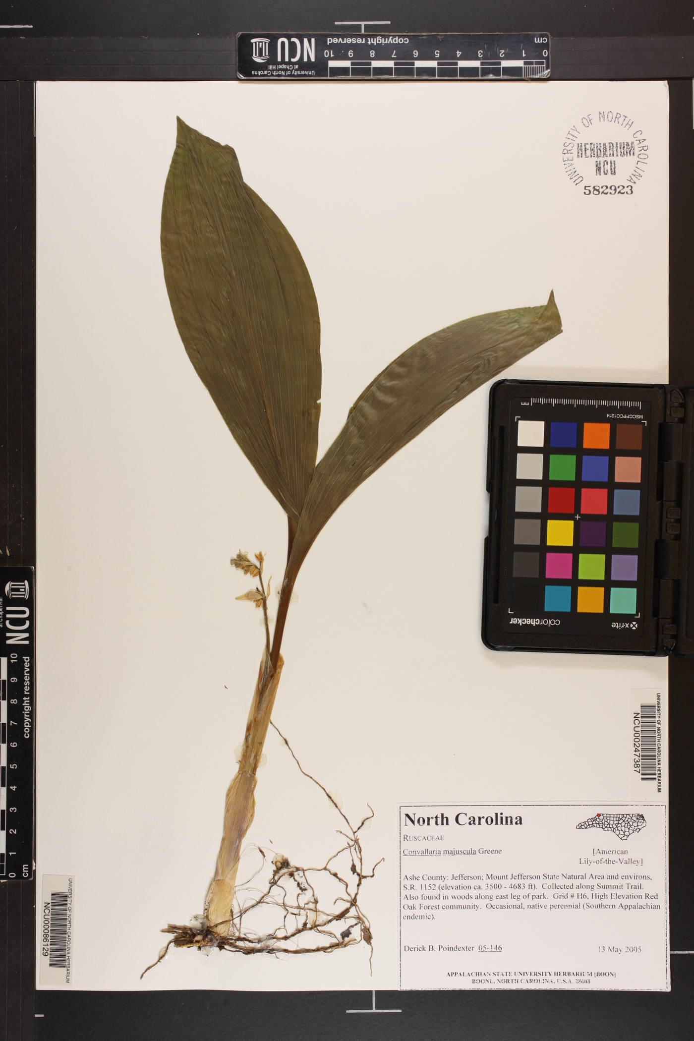 Convallaria majuscula image