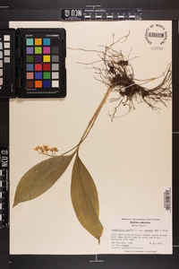 Convallaria majalis var. montana image