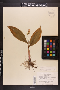 Convallaria majalis image