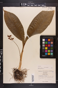 Convallaria majalis image