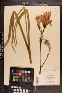 Hemerocallis fulva image