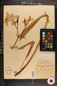 Hemerocallis fulva image