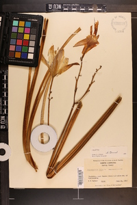 Hemerocallis fulva image