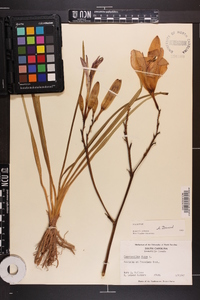 Hemerocallis fulva image