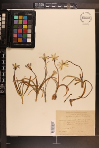 Ipheion uniflorum image