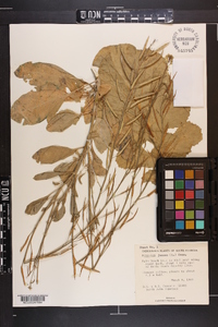 Brassica juncea image