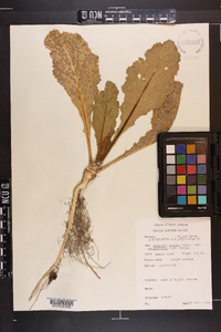 Brassica juncea image