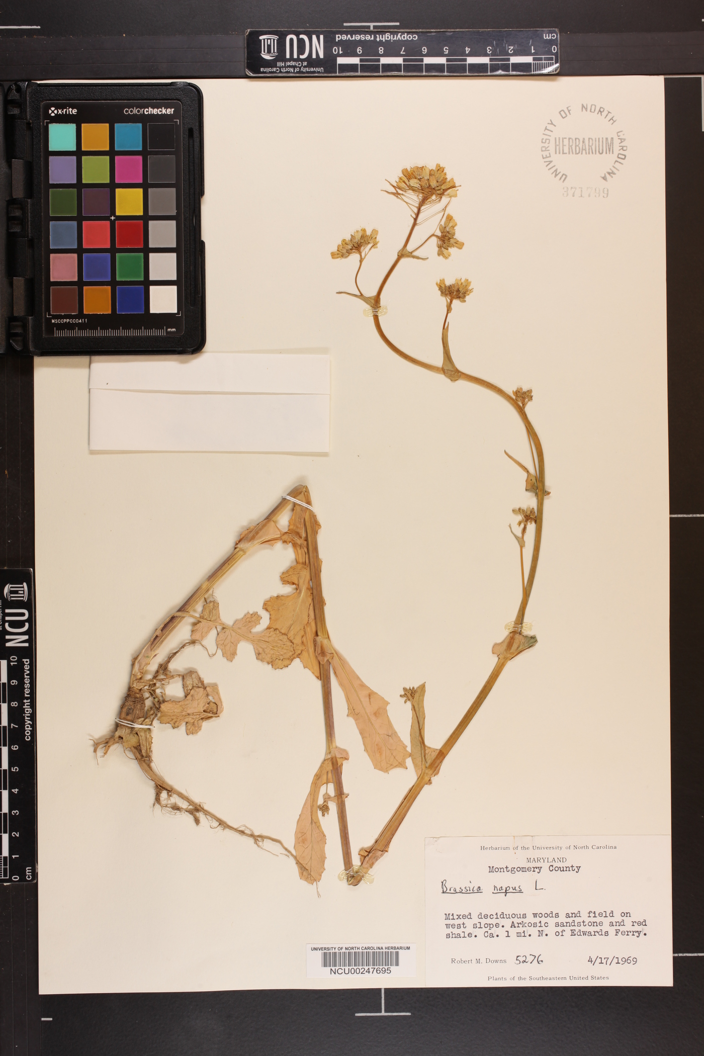 Brassica napus image