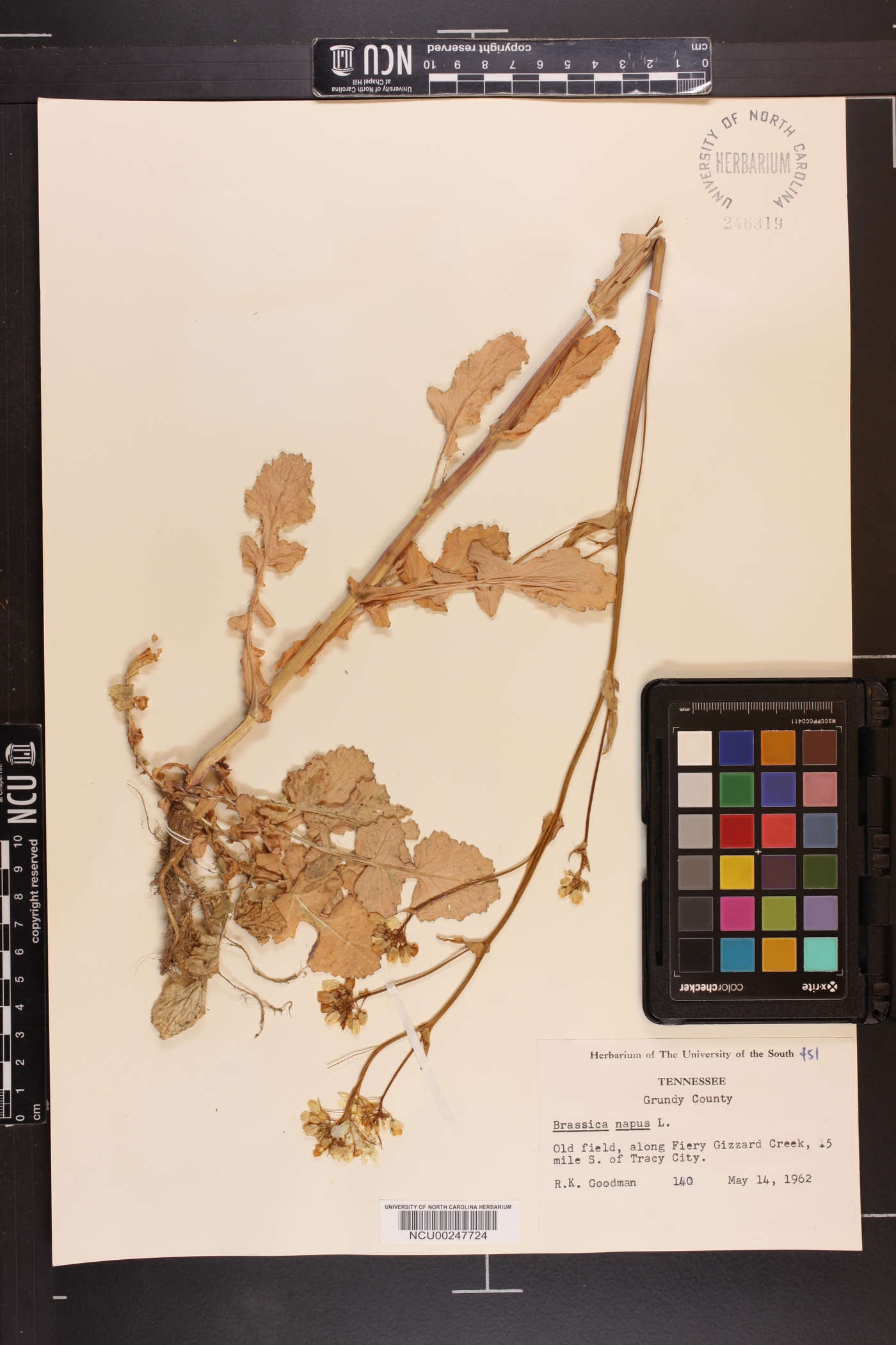 Brassica napus image