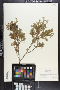 Chamaecyparis thyoides image