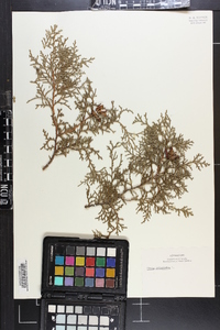 Thuja occidentalis image