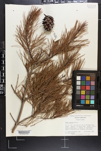 Pinus glabra image