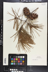 Pinus glabra image