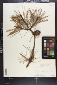 Pinus echinata image