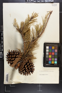 Pinus pungens image