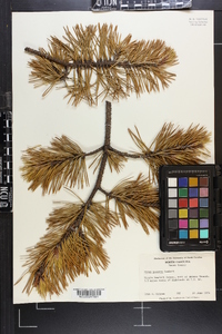 Pinus pungens image