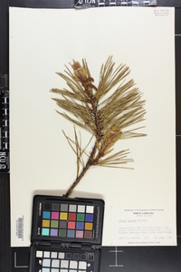 Pinus rigida image