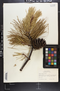 Pinus rigida image