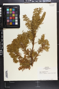 Taxus canadensis image