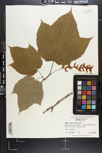 Acer pensylvanicum image