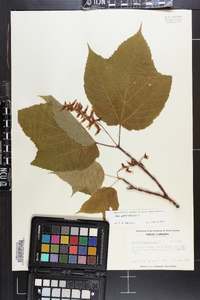 Acer pensylvanicum image