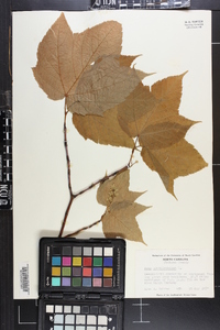 Acer pensylvanicum image